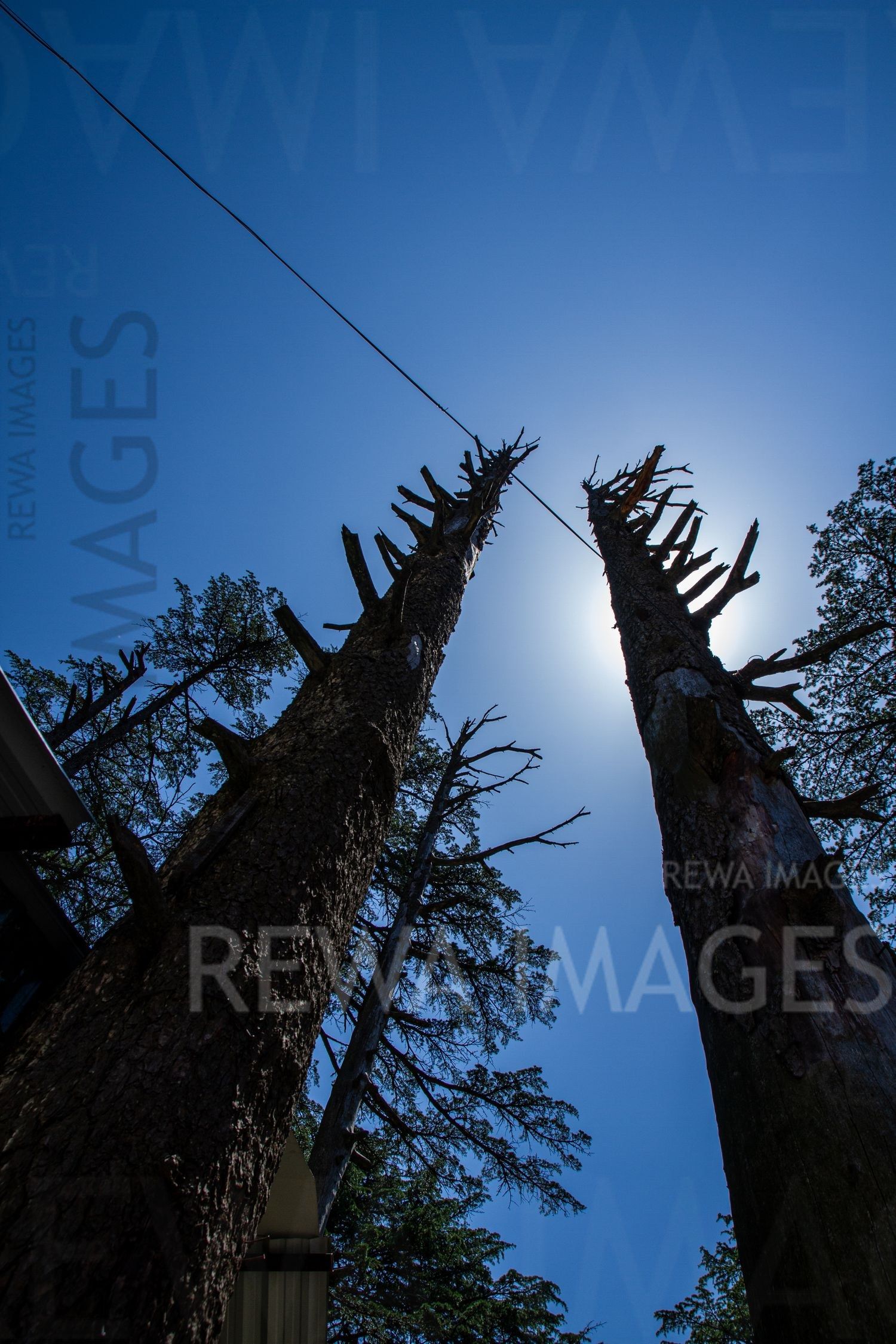 Pine Trees