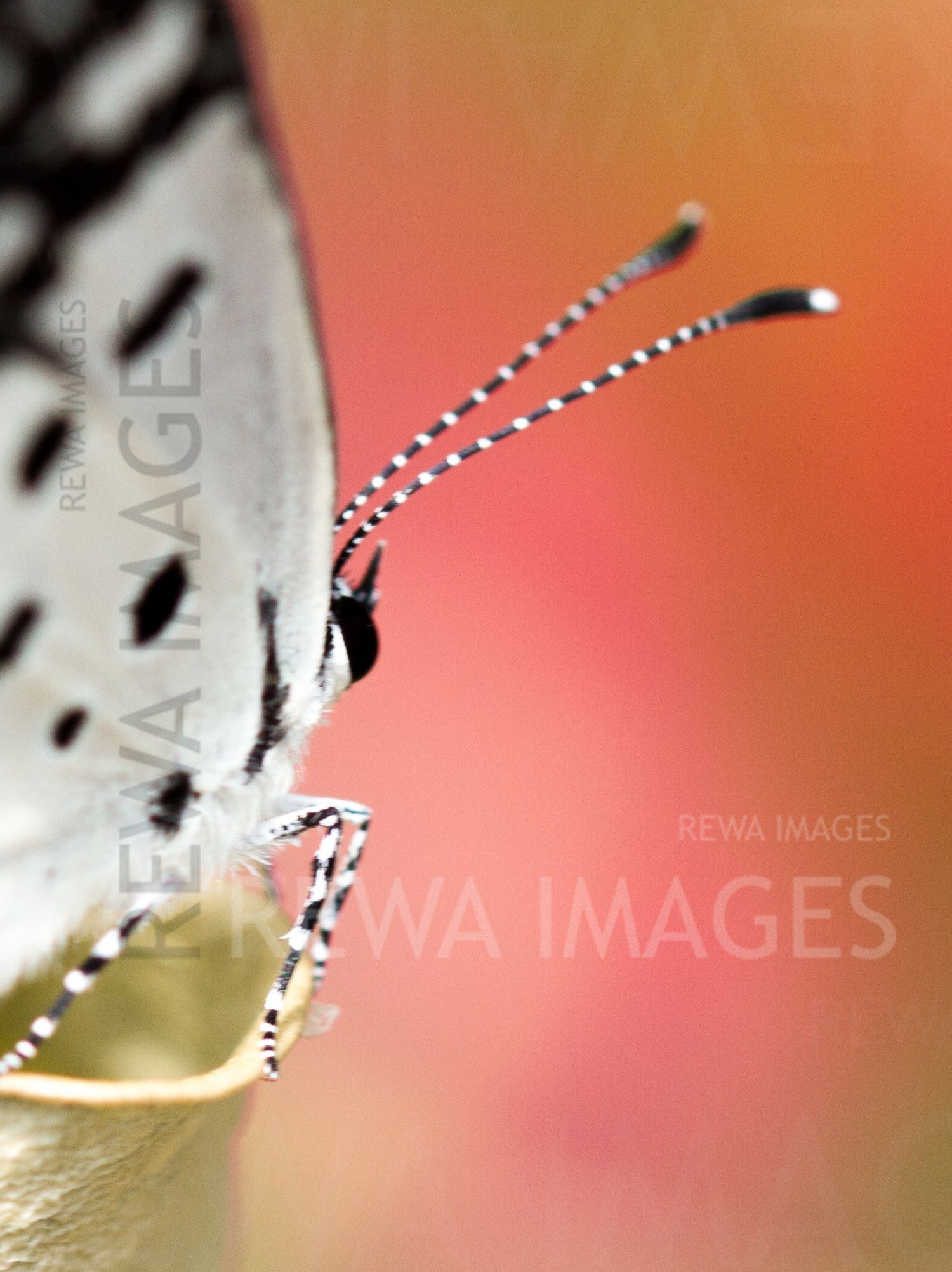 Red Pierrot butterfly
