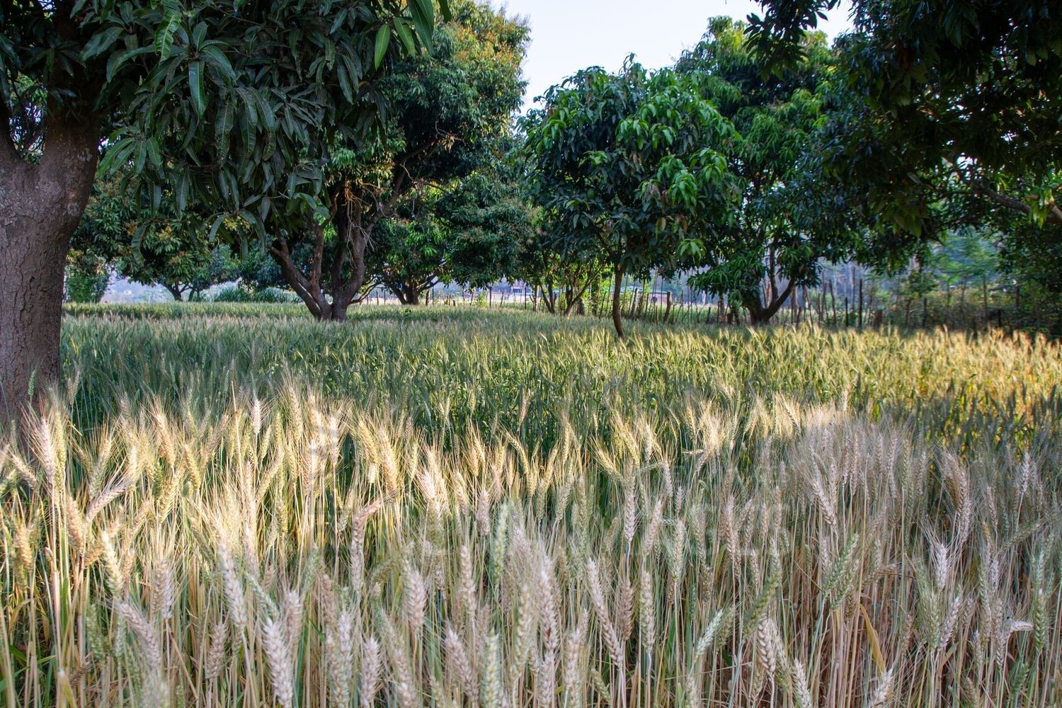Paddy fields