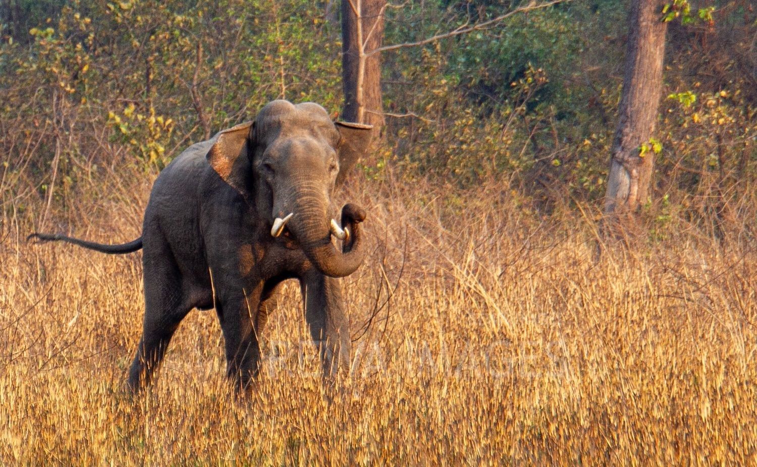 Indian elephant