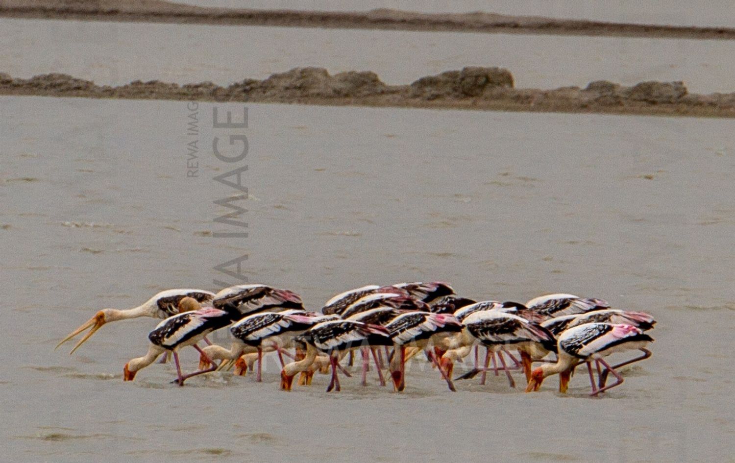 Painted Storks