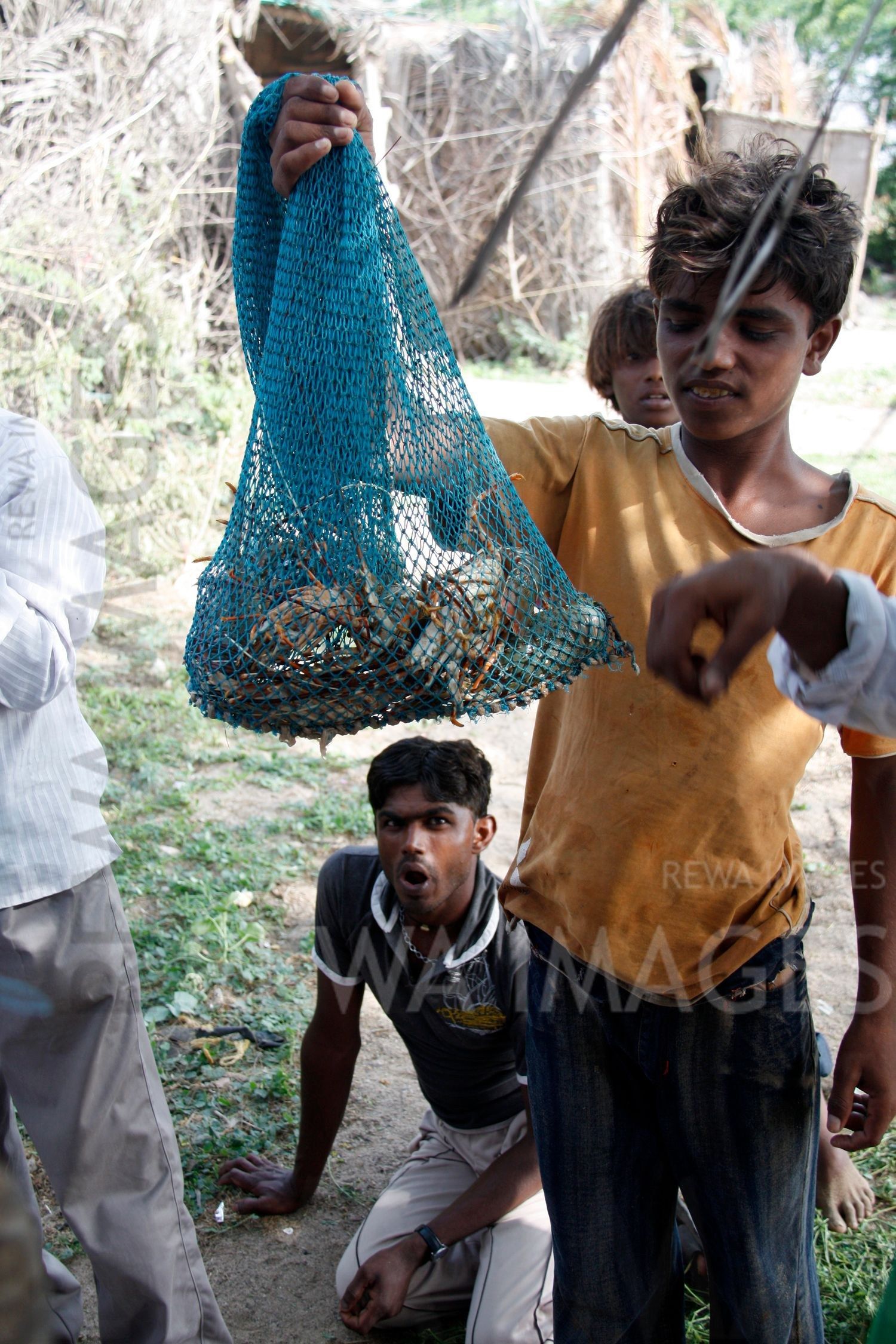 Lobsters in Kutch coast