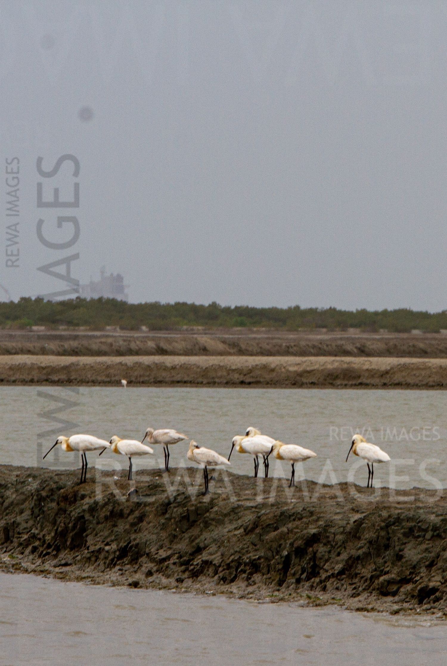 Eurasian Spoonbill