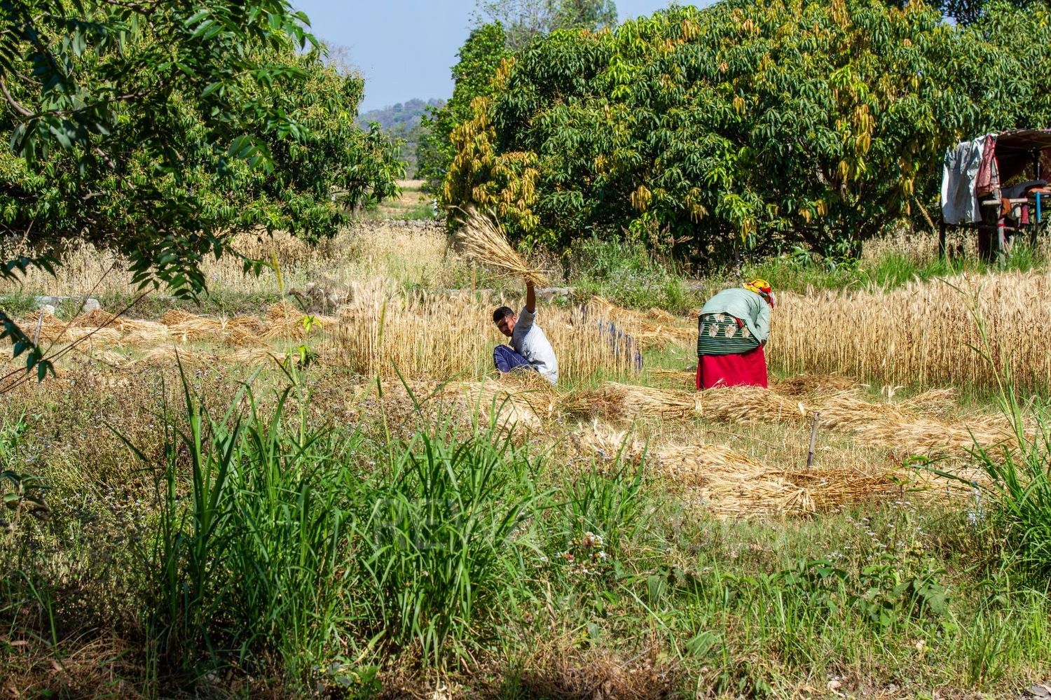 Paddy fields