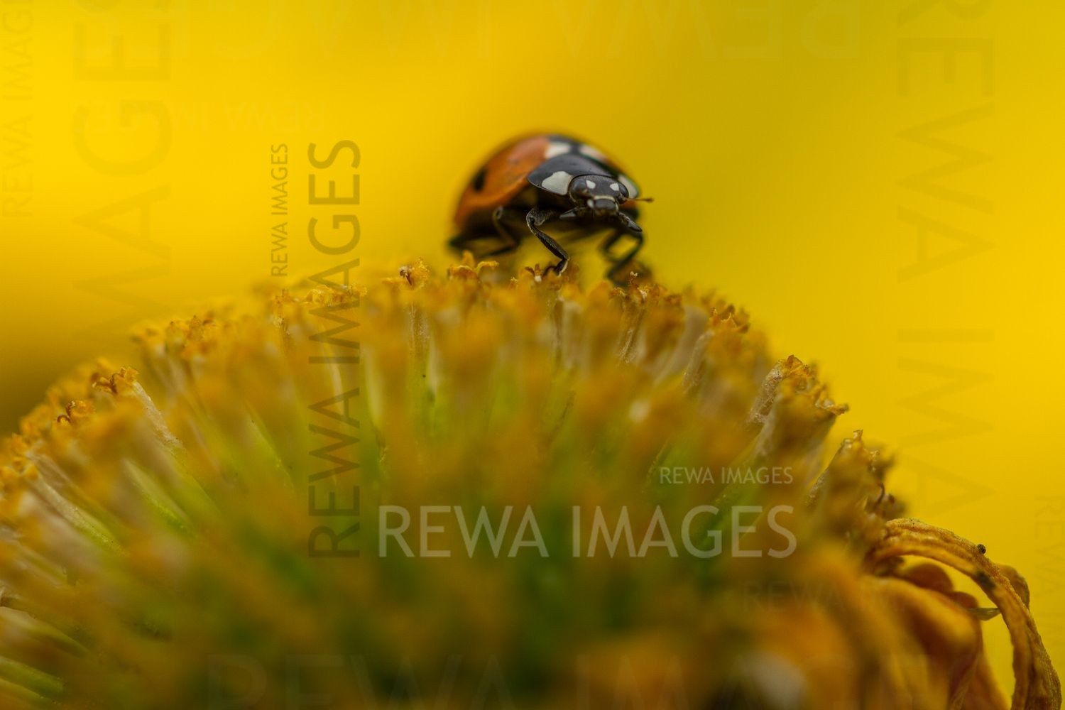 The magic of macro photography of flowers