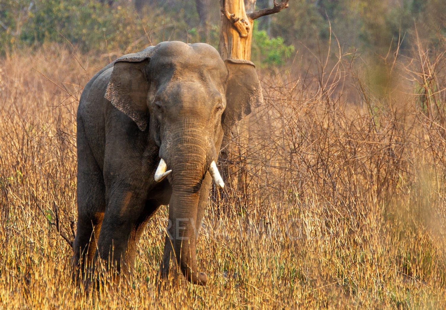 Indian elephant at Jim corbett