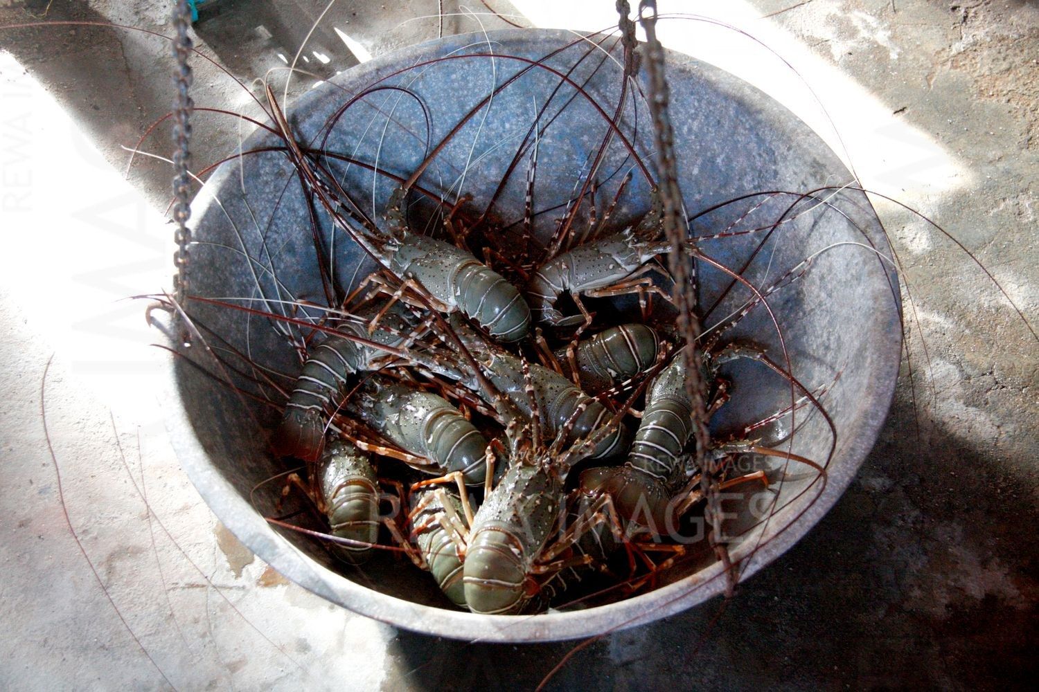Lobsters in Kutch coast