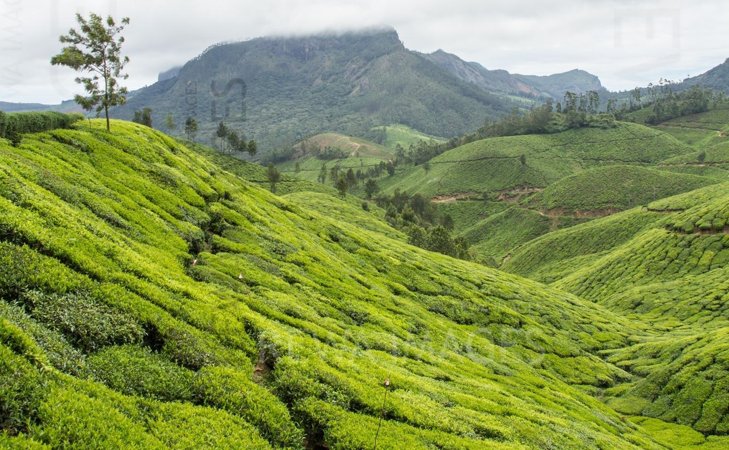 Munnar tea estates
