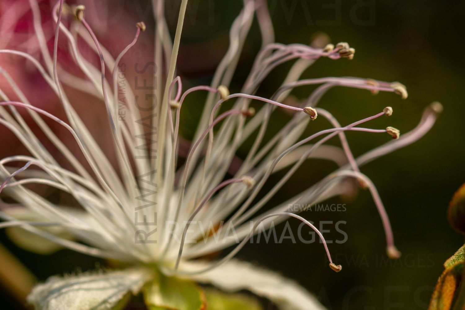 Close-up of a caper flower
