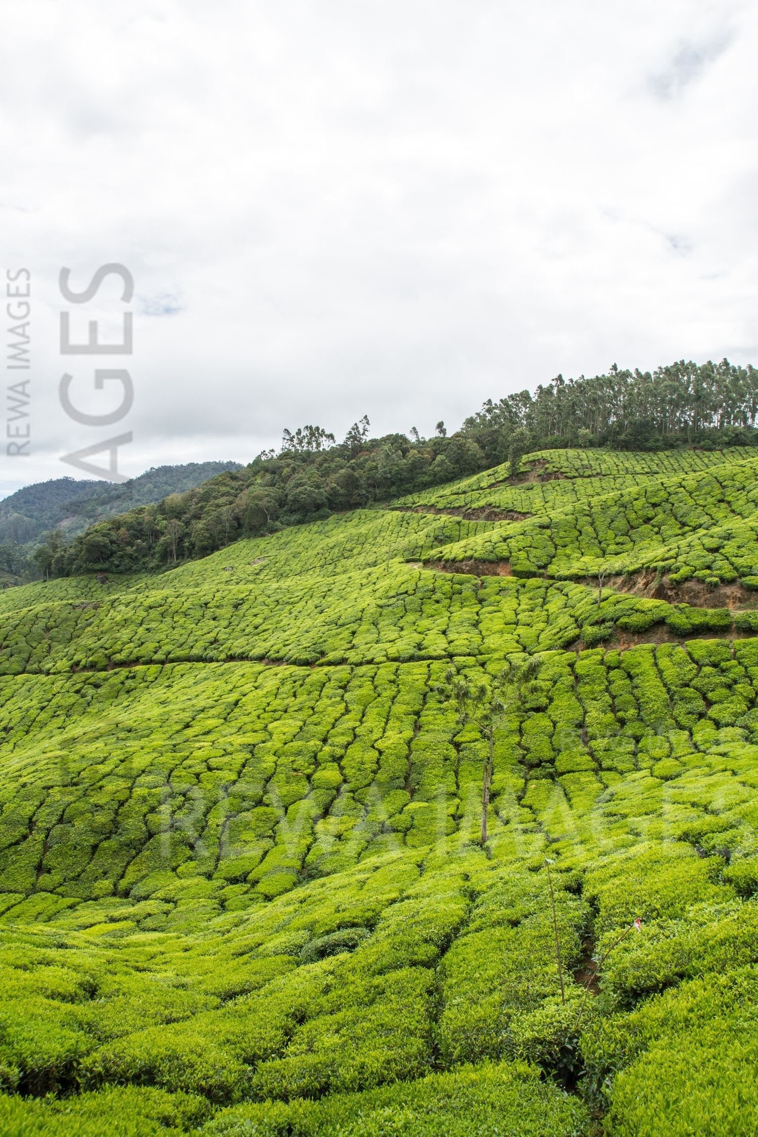 Munnar tea estates