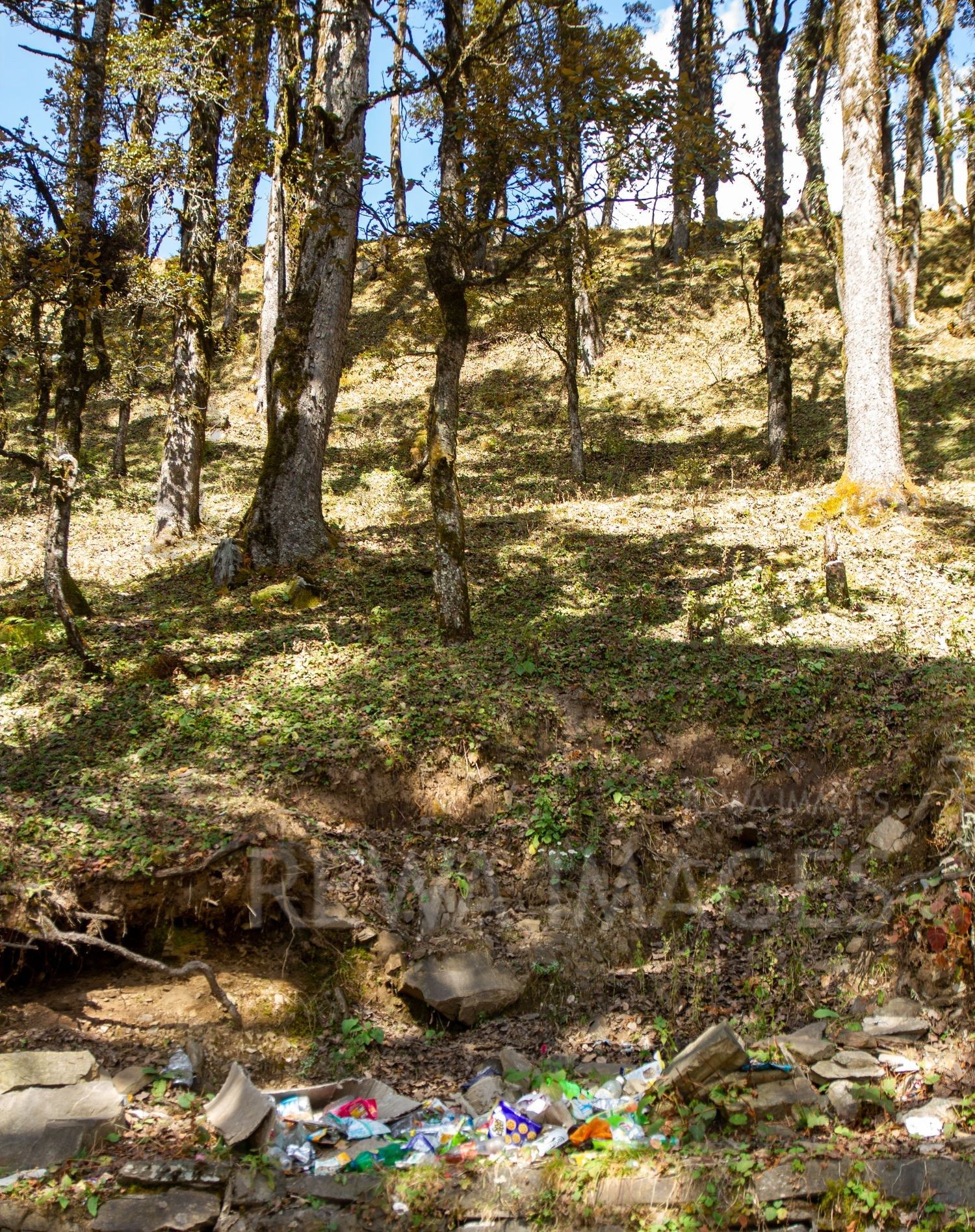Himalayan Forests