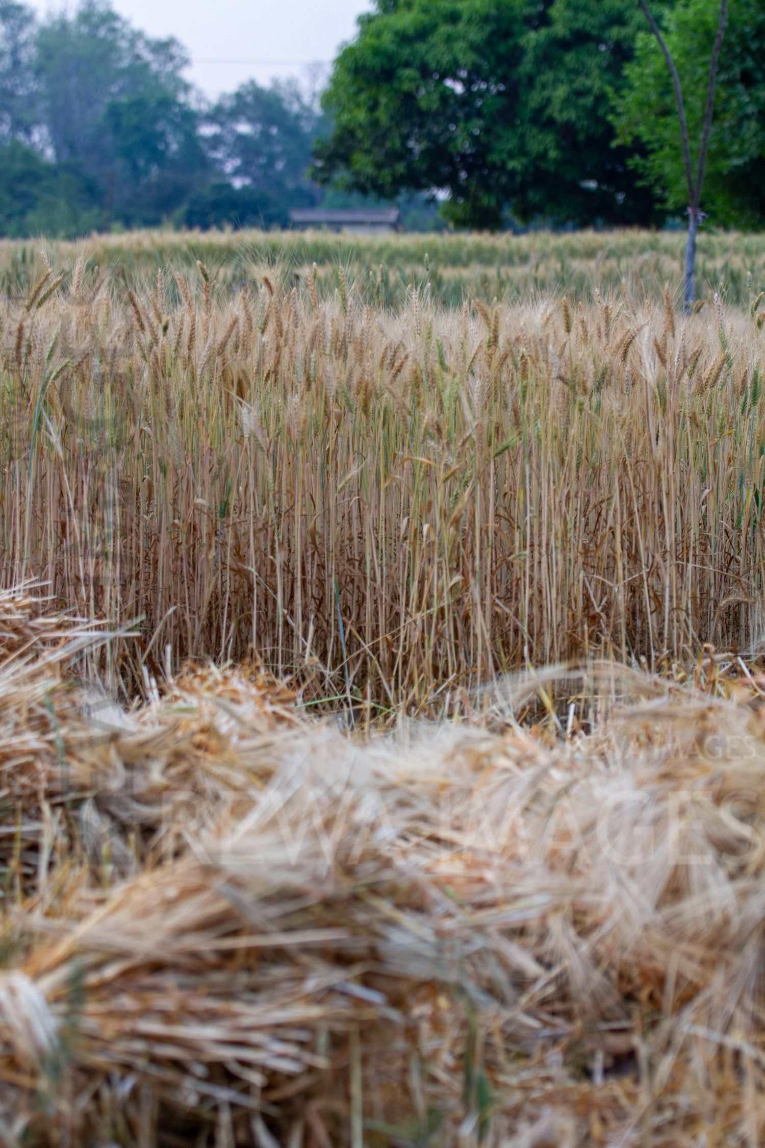 Paddy fields