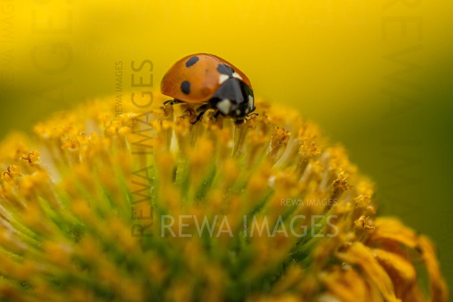 The magic of macro photography of flowers