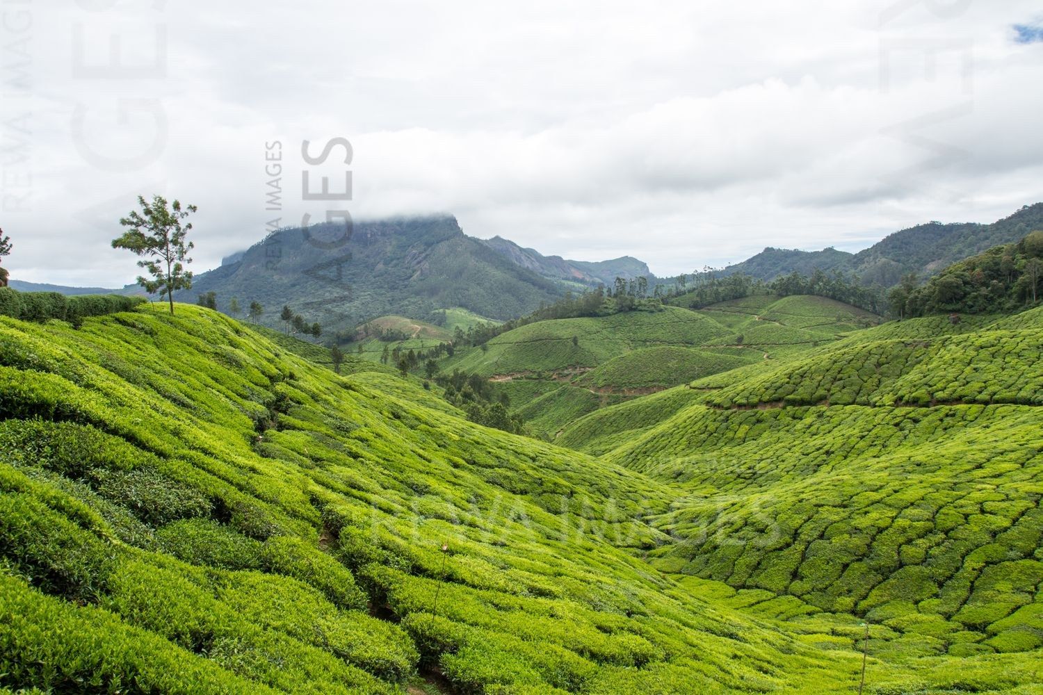 Munnar tea estates