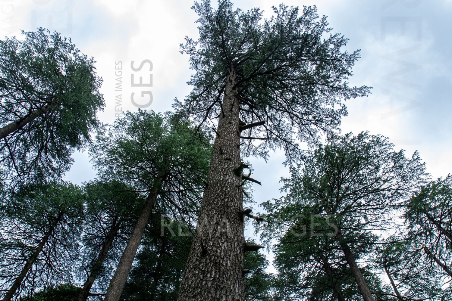 Pine Trees