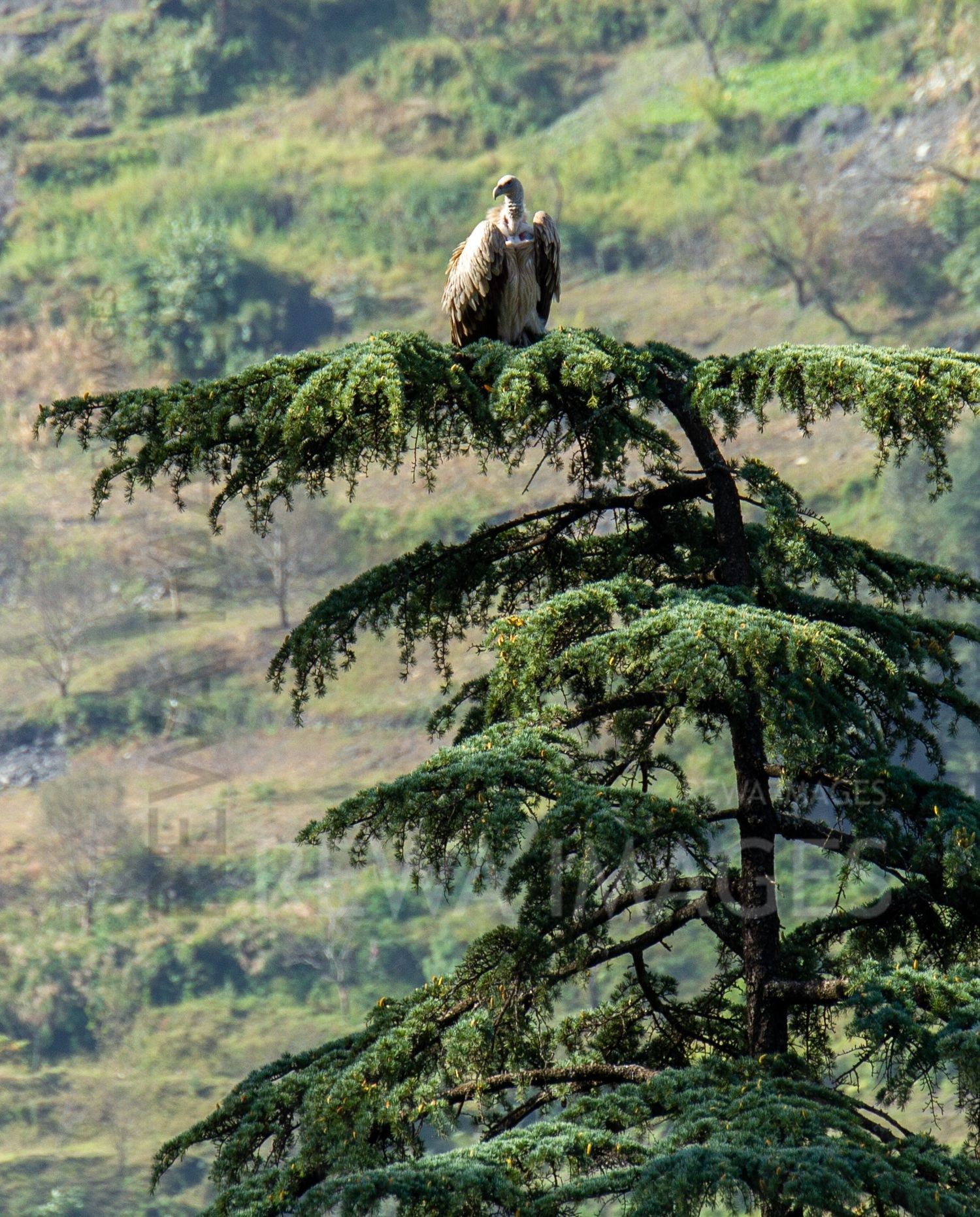 Himalayan Griffon Vulture